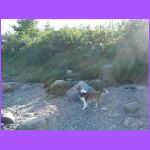 Belle At Campground Beach.jpg